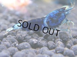 画像1: 191　R 【年末スペシャル！】新種系色々MIXフルボディMIX100連発！