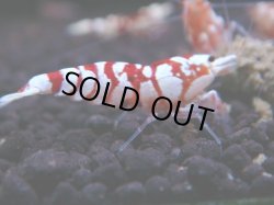 画像1: 236　R 【年末スペシャル！】KOREA ECOPIA レッドファンシー最高峰！50連発！