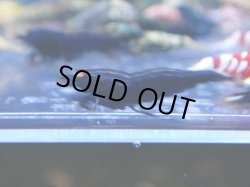 画像1: 403　R 【年末スペシャル！】年末モードもミポリンフラッシュ100連発！！