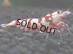 画像1: 226　R 【年末スペシャル！】KOREA ECOPIA レッドファンシー最高峰！50連発！