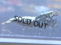 画像1: 455　R 【年末スペシャル！】年末モードもミポリンフラッシュ100連発！！