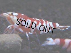 画像1: 224　R 【年末スペシャル！】KOREA ECOPIA レッドファンシー最高峰！50連発！