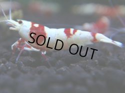 画像1: 123　R 【年末スペシャル！】新種系色々MIXフルボディMIX100連発！