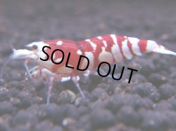 画像1: 247　R 【年末スペシャル！】KOREA ECOPIA レッドファンシー最高峰！50連発！