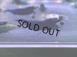 画像1: 351　H 【年末スペシャル！】スマホでマテリアルブルー種親フルボディ！メス確定