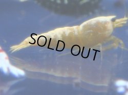 画像1: 463　R 【年末スペシャル！】年末モードもミポリンフラッシュ100連発！！