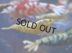 画像1: 420　R 【年末スペシャル！】年末モードもミポリンフラッシュ100連発！！