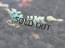 画像1: 162　R 【年末スペシャル！】新種系色々MIXフルボディMIX100連発！