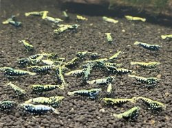 画像3: 【年末特別販売中！】ブラックフィッシュボーン アダルト全♀確定（送料込み）