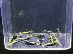 画像2: 【年末特別販売中！】ブラックフィッシュボーン アダルト全♀確定（送料込み）