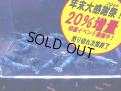 画像1: ターコイズ  MATERIAL BLUE 全て♀確定（送料込み）