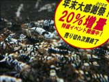 ブラックファンシータイガー 小さめミドル（送料込み）