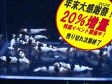 黒ビーシュリンプ  全て♀確定（送料込み）