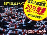 レッドビーシュリンプ PRLハイグレード稚えび（送料込み）