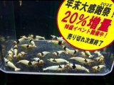 ブラックビーシュリンプ モスラAクラス（送料込み）