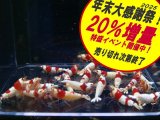 レッドビーシュリンプ 表現MIX 全て♀確定（送料込み）