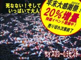 レッドビーシュリンプ 小さめASミックス（送料込み）