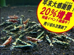 画像1: ブラック＆レッドフィッシュボーンお宝ミックス（送料込み）