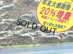 画像1: BMG (BLUE METAL GALAXY ) メス中心 5匹＋αセット（送料込み）