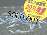 ターコイズシュリンプ（送料込み）