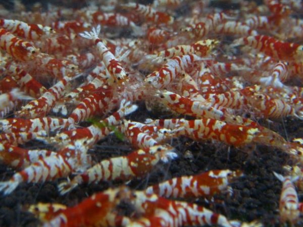 画像2: （30%増量サービス中）レッドファンシータイガースターター（送料込み） (2)