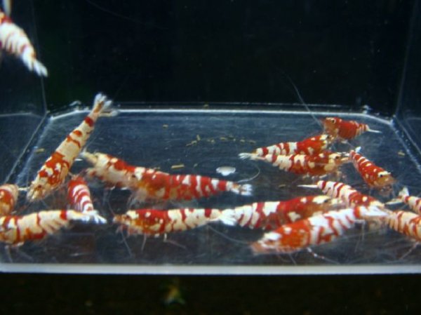 画像3: （発送日限定 30%増量サービス中！）レッドファンシータイガーミドル全て♀確定（送料込み） (3)