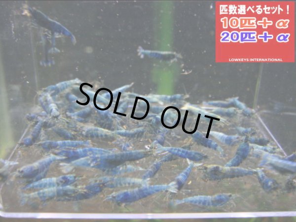 画像1: TURQUOISE MATERIAL BLUE サイズ小（送料込み） (1)