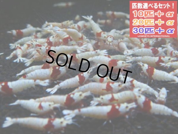 画像1: レッドビーシュリンプ モスラAS オス個体（送料込み） (1)