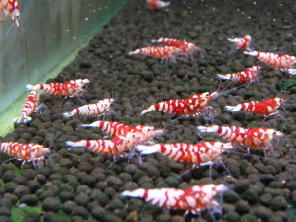 画像2: 【30％増量セール！】レッドファンシータイガーミドル（送料込み） (2)