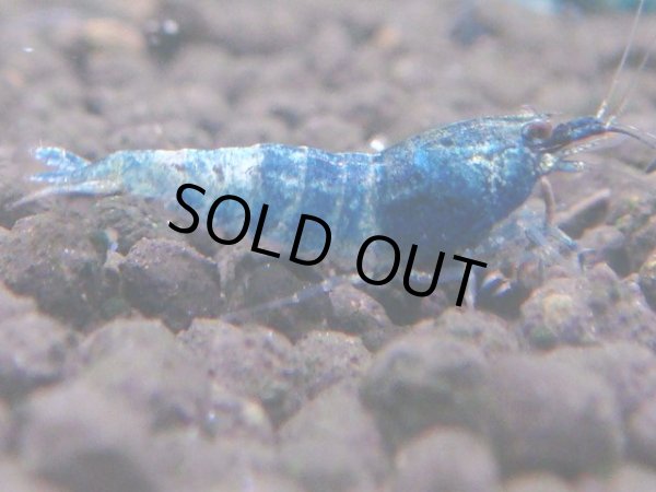 画像1: ターコイズ  MATERIAL BLUE サイズ小（1.0cm) (1)