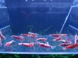 画像1: 038　H【STS】GALAXY RED FISHBONE 全部♀の大量ブリード用 抱卵含むフロート内丸ごとセット（数補償なし・死着補償なし） (1)