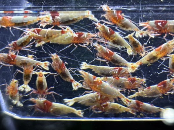 画像3: （30%OFFサービス中） SHRIMP BACTER 86（専用ディスペンサーセット）※送料込みセットと同梱可能 (3)