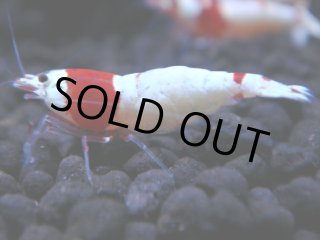 60g オレキン2個アカキン1個、100gオレキン2個アカキン1個 糖質0gサラダチキンバー プレーン 60g | セブンプレミアム公式
