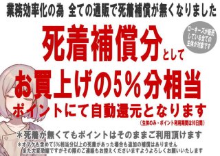 ローキーズのシュリンプ1匹売りコーナー - ローキーズ