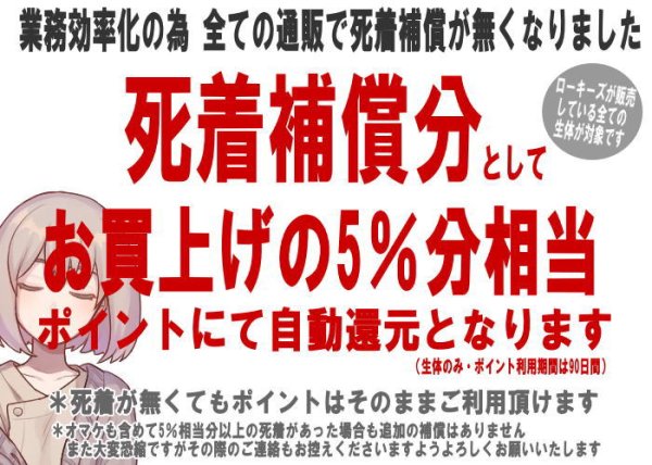 画像1: 【重要】死着補償ナシでの発送となります (1)