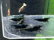 画像2: 【JSSネットセール!】BIG2 SHRIMP MATERIAL BLUE 抱卵含む種親♀6匹セット　管理番号 N012 (2)