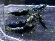 画像1: 【JSSネットセール!】BIG2 SHRIMP MATERIAL BLUE 抱卵含む種親♀6匹セット　管理番号 N012 (1)