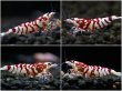 画像1: 【JSSオークション】さと美えび SARASA TIGER  SHRIMP AWARD決勝個体 3匹セット 管理番号 A004 (1)