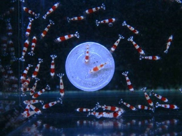 画像4: （30%増量サービス中！）レッドビーシュリンプ 小さめASミックス（送料込み） (4)