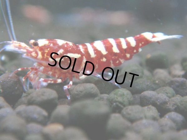 画像1: 731　C【19thファイナルRT】ファイナルファイナル！Fan Shrimp RED GALAXY 色濃い派手系超特価50連発！ (1)