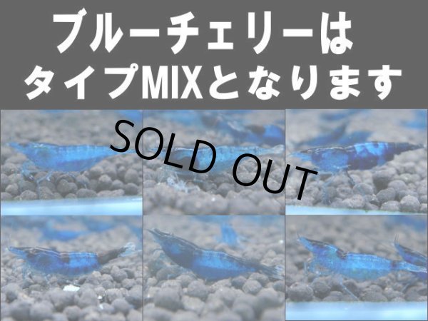 画像1: ブルーチェリーシュリンプ(タイプMIX） (1)