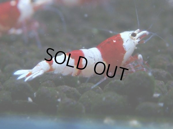 画像1: 070　C【4＋1】SHRIMP AWARD3連覇ブランドも超特価放出！SUPER FARM O2 (1)