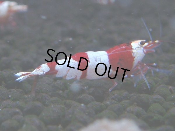 画像1: 074　C【4＋1】SHRIMP AWARD3連覇ブランドも超特価放出！SUPER FARM O2 (1)