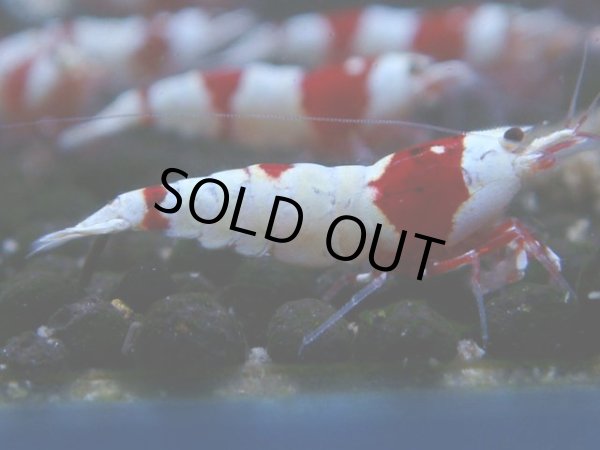 画像1: 055　C【4＋1】SHRIMP AWARD3連覇ブランドも超特価放出！SUPER FARM O2 (1)