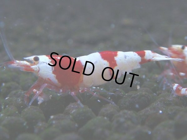 画像1: 058　C【4＋1】SHRIMP AWARD3連覇ブランドも超特価放出！SUPER FARM O2 (1)
