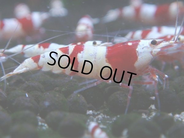 画像1: 056　C【4＋1】SHRIMP AWARD3連覇ブランドも超特価放出！SUPER FARM O2 (1)