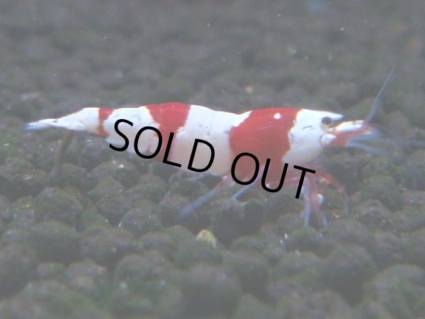 画像1: 073　C【4＋1】SHRIMP AWARD3連覇ブランドも超特価放出！SUPER FARM O2 (1)