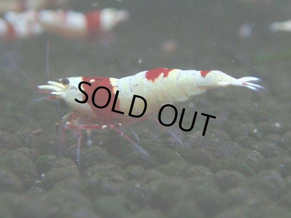 画像1: 071　C【4＋1】SHRIMP AWARD3連覇ブランドも超特価放出！SUPER FARM O2 (1)