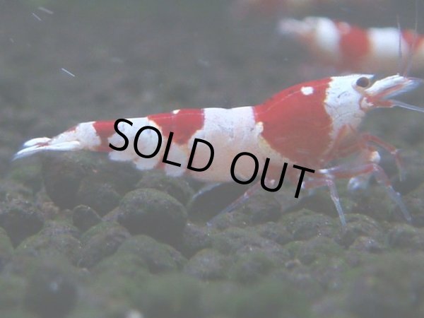 画像1: 067　C【4＋1】SHRIMP AWARD3連覇ブランドも超特価放出！SUPER FARM O2 (1)