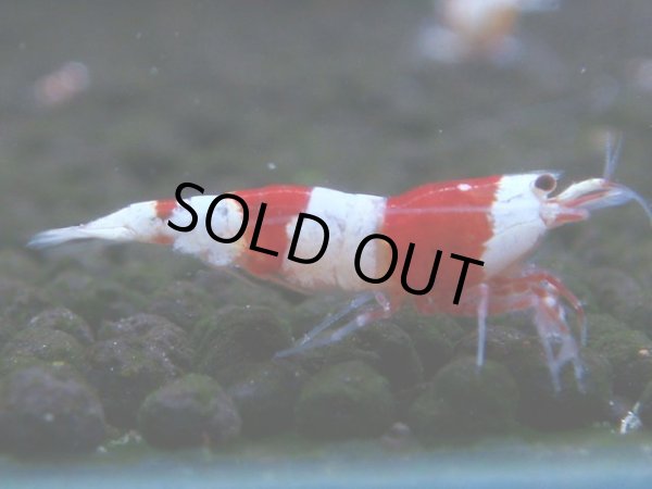 画像1: 062　C【4＋1】SHRIMP AWARD3連覇ブランドも超特価放出！SUPER FARM O2 (1)